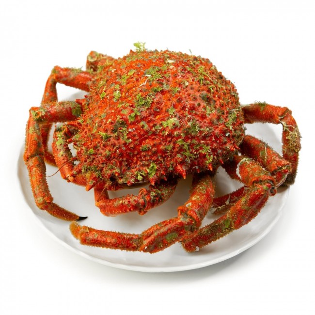 Centolla Rías Gallegas