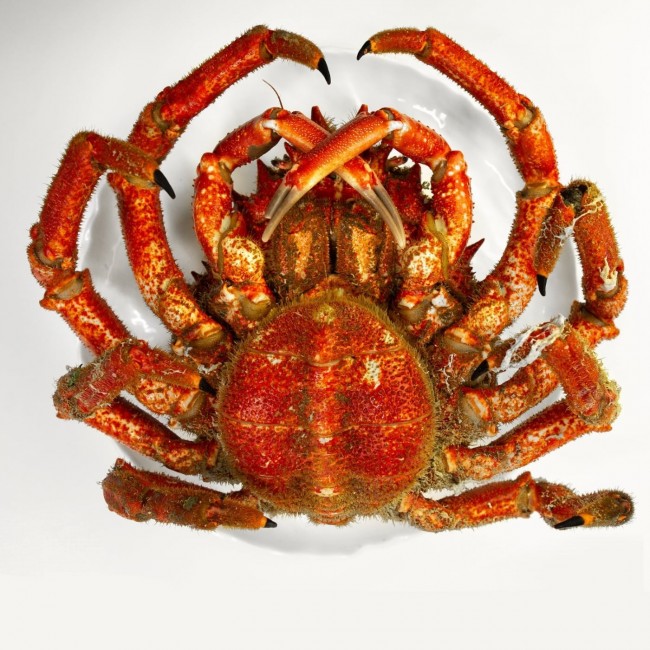 Centolla Rías Gallegas